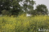 Black Mustard (Brassica nigra)