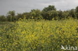 Black Mustard (Brassica nigra)