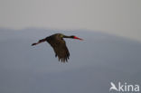 Zwarte Ooievaar (Ciconia nigra)