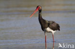 Zwarte Ooievaar (Ciconia nigra)