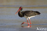 Zwarte Ooievaar (Ciconia nigra)