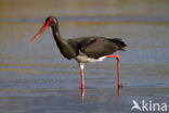 Zwarte Ooievaar (Ciconia nigra)