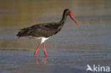 Zwarte Ooievaar (Ciconia nigra)