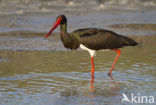 Zwarte Ooievaar (Ciconia nigra)