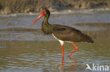 Zwarte Ooievaar (Ciconia nigra)