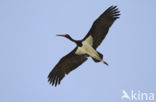 Zwarte Ooievaar (Ciconia nigra)