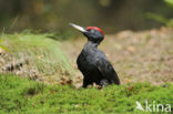 Zwarte Specht (Dryocopus martius)