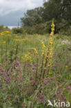 Dark Mullein (Verbascum nigrum)