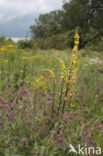 Zwarte toorts (Verbascum nigrum)