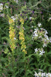 Dark Mullein (Verbascum nigrum)