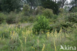 Dark Mullein (Verbascum nigrum)