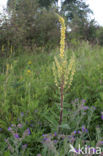 Zwarte toorts (Verbascum nigrum)