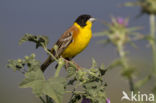 Zwartkopgors (Emberiza melanocephala)