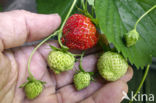 Strawberry (Fragaria)