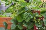 Strawberry (Fragaria)