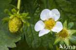 Strawberry (Fragaria)