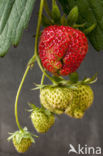 Aardbei  (Fragaria)