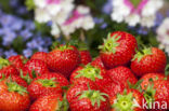 Strawberry (Fragaria)