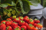 Aardbei  (Fragaria)