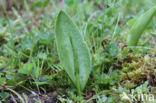 Addertong (Ophioglossum vulgatum)