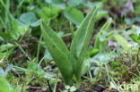 Addertong (Ophioglossum vulgatum)