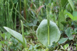 Addertong (Ophioglossum vulgatum)