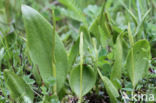 Addertong (Ophioglossum vulgatum)