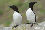 Razorbill (Alca torda)