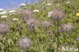 Alpenanemoon (Pulsatilla alpina)