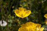 Rhaetian Poppy (Papaver rhaeticum)