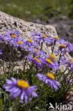 Alpine Aster (Aster alpinus)