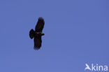 Red-billed Chough (Pyrrhocorax pyrrhocorax)