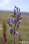 Blue sow thistle (Cicerbita alpina)