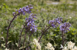 Blue sow thistle (Cicerbita alpina)