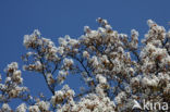 Juneberry (Amelanchier lamarckii)