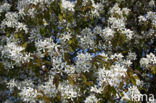 Juneberry (Amelanchier lamarckii)