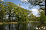 Red Oak (Quercus rubra)