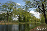 Red Oak (Quercus rubra)