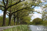 Red Oak (Quercus rubra)
