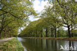 Red Oak (Quercus rubra)