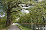 Red Oak (Quercus rubra)