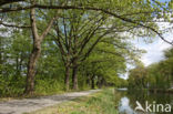 Red Oak (Quercus rubra)