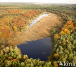 Amerikaanse eik (Quercus rubra)