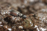 Anthicus flavipes