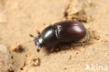 Aphodius ater