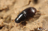 Aphodius pusillus