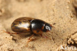 Aphodius sticticus