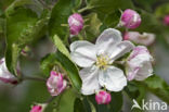 Apple (Malus domesticus)