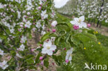 Apple (Malus domesticus)