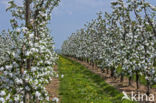 Apple (Malus domesticus)